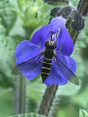 Fazia micrura
