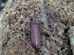 Microplophorus magellanicus