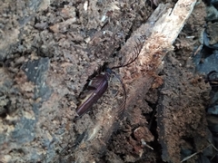 Microplophorus magellanicus