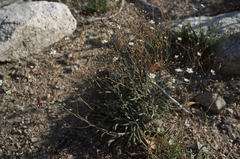 Ivesia santolinoides