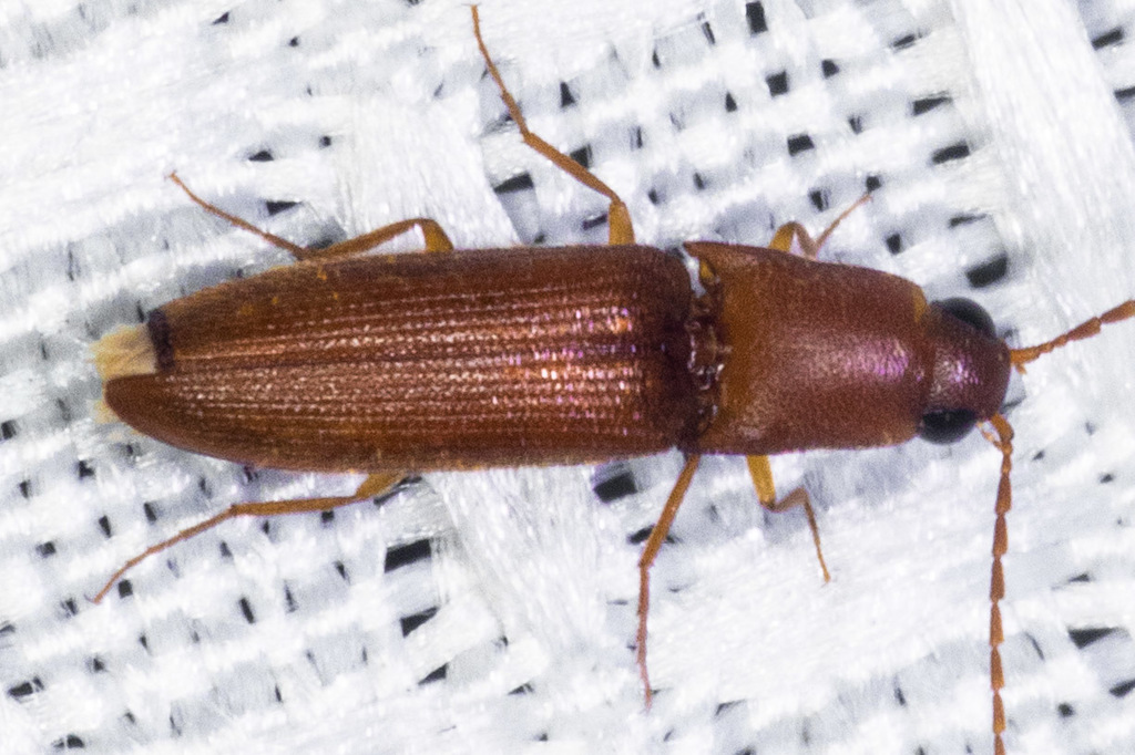 Megapenthes variolatus