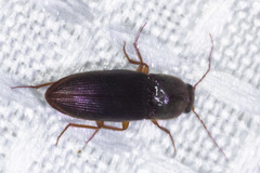 Horistonotus simplex