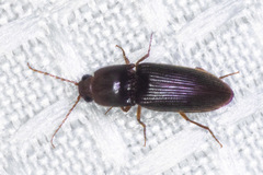 Horistonotus simplex