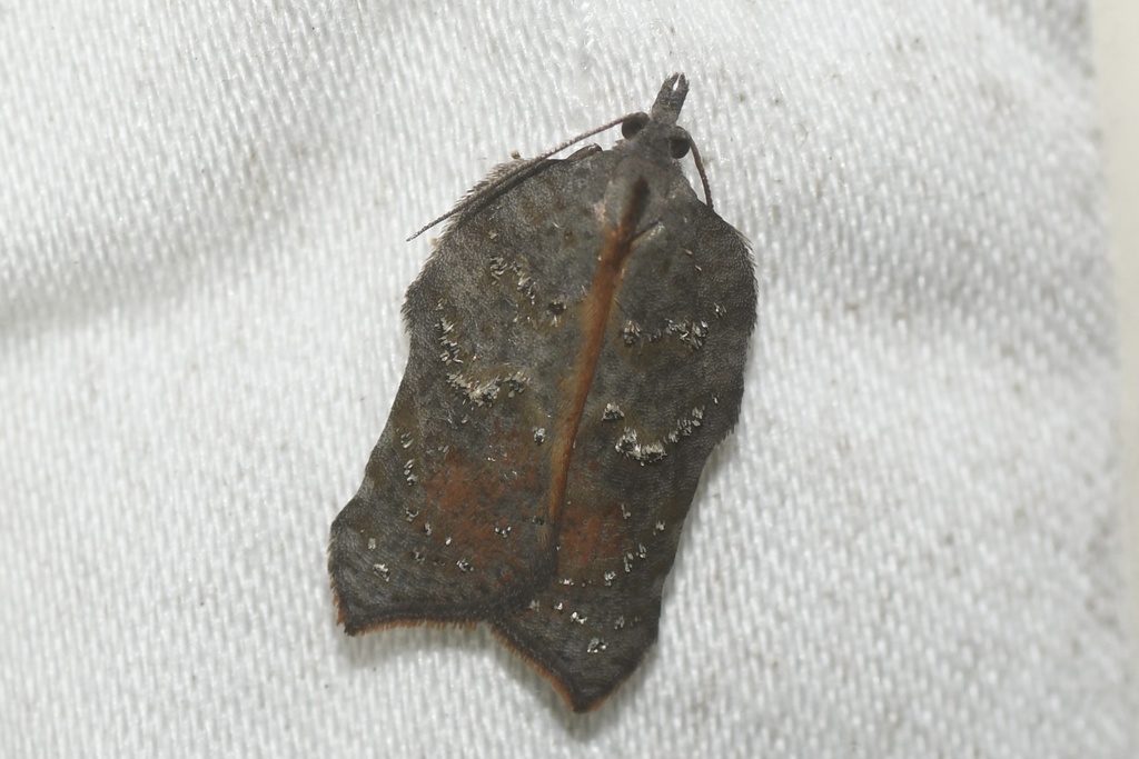 Hook-winged Tortrix Moth