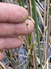 Juncus brachycephalus