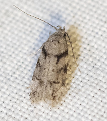 Pseudotelphusa palliderosacella