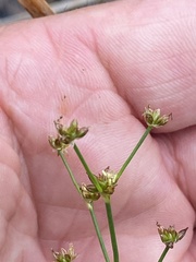 Juncus brachycephalus
