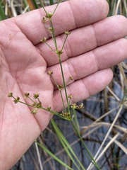 Juncus brachycephalus