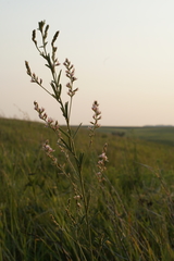 Lespedeza leptostachya
