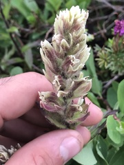 Castilleja parviflora albida