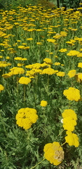 Achillea millefolium