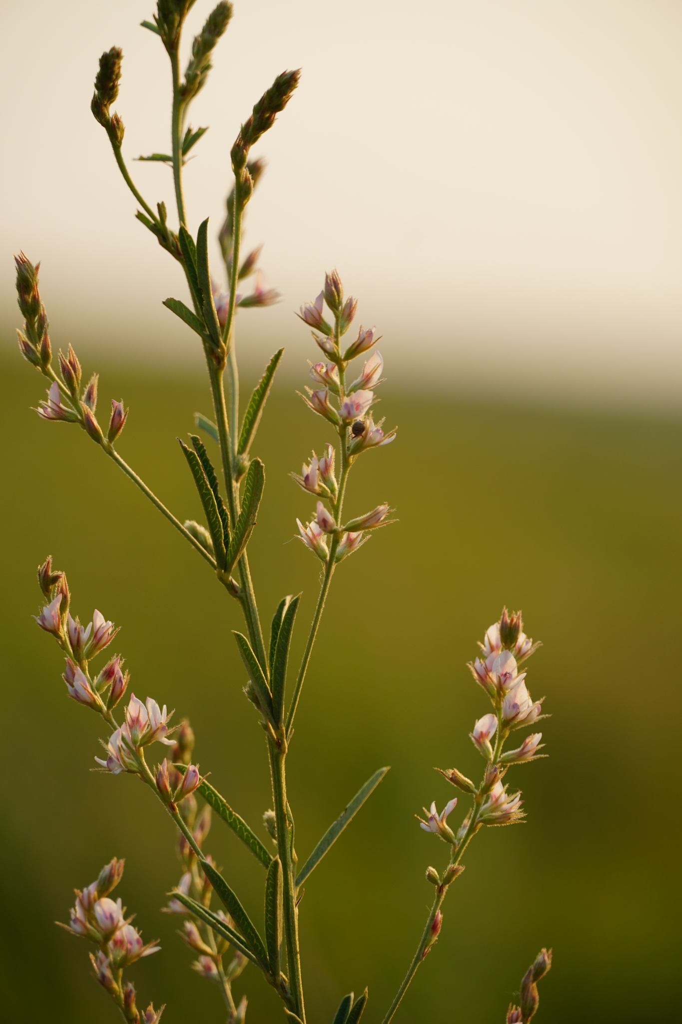 Lespedeza leptostachya