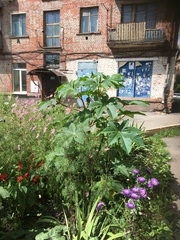Ricinus communis