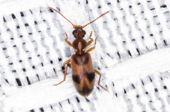 Notoxus photus