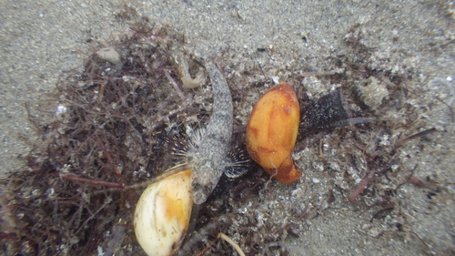 Gobiidae