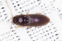 Horistonotus simplex