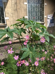 Ricinus communis