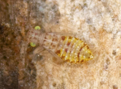 Hemipsocidae
