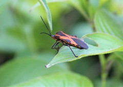 Sephina vinula