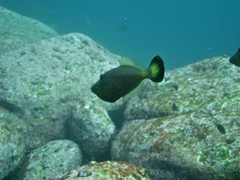 Meuschenia flavolineata