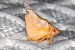 Mistharnophantia