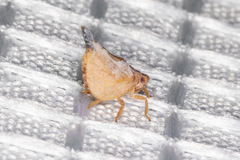 Mistharnophantia