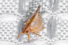Mistharnophantia