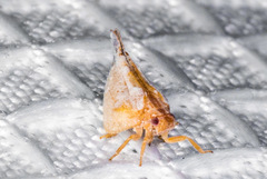 Mistharnophantia
