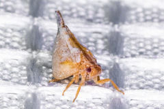 Mistharnophantia