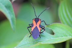 Sephina vinula