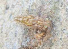 Hemipsocidae