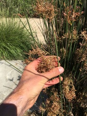 Juncus textilis