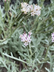 Chaenactis thompsonii