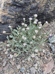 Chaenactis thompsonii