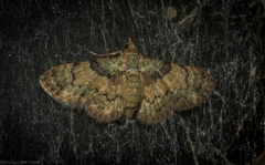 Gymnoscelis derogata