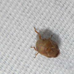 Clastoptera querci