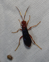 Trogomorpha trogiformis