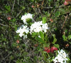 Dodonaea baueri