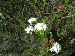 Dodonaea baueri