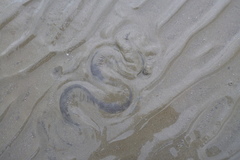 Acrochordus granulatus