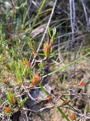 Darwinia biflora