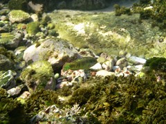 Halichoeres margaritaceus