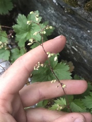 Heuchera glabra
