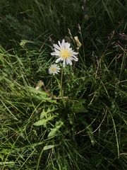 Taraxacum arcticum