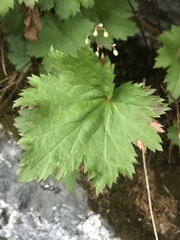 Heuchera glabra