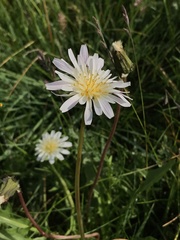Taraxacum arcticum