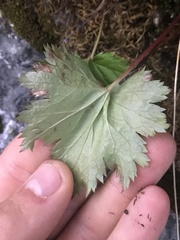 Heuchera glabra