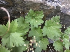 Heuchera glabra