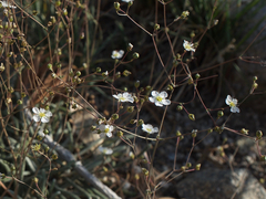 Ivesia santolinoides
