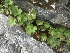 Heuchera glabra
